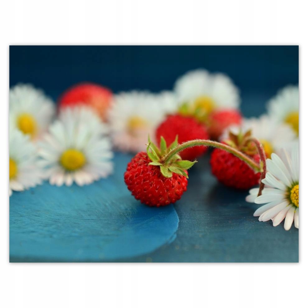 

Plakat 40x30 Poziomki i stokrotki