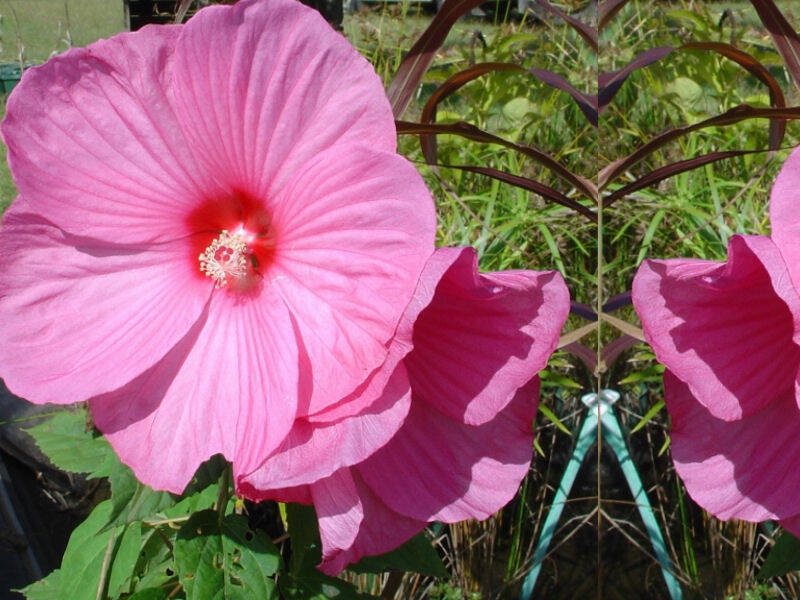 HIBISKUS BAGIENNY RÓŻOWY - olbrzymie kwiaty ŚREDNICA 20 CM !!! Producent inna