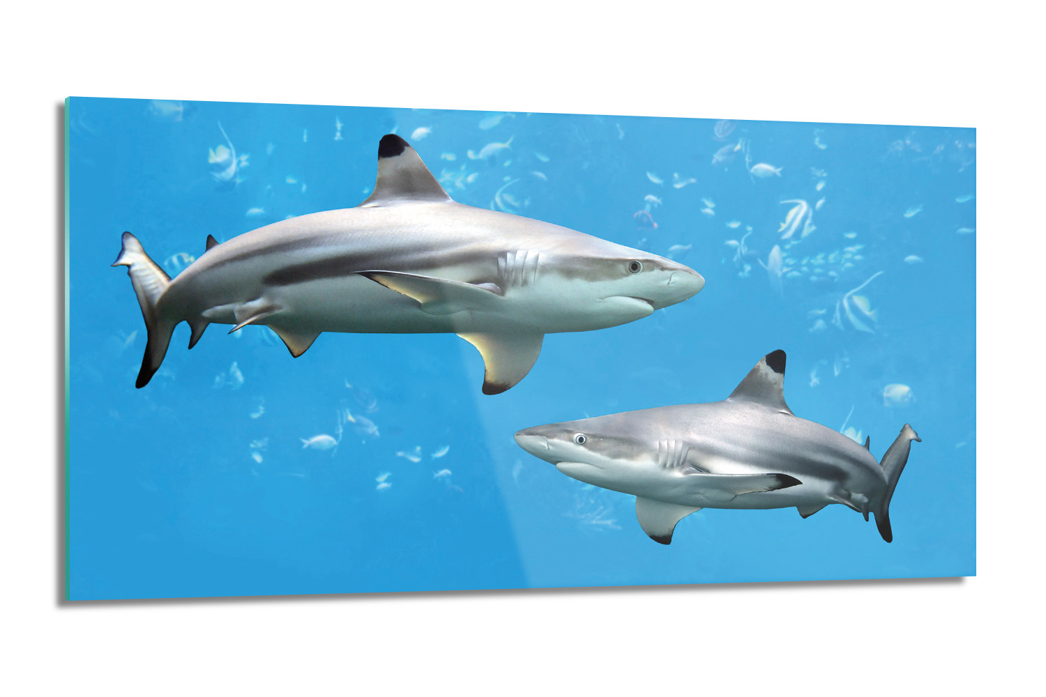 Kuchyňský panel Žraloci oceán rybičky 100x50 ze skla