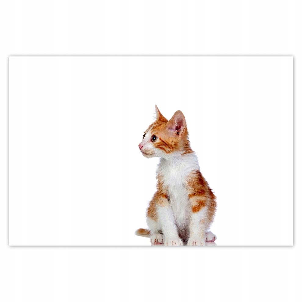 

Plakat 93x62 Kot Kotek Kotki Koty