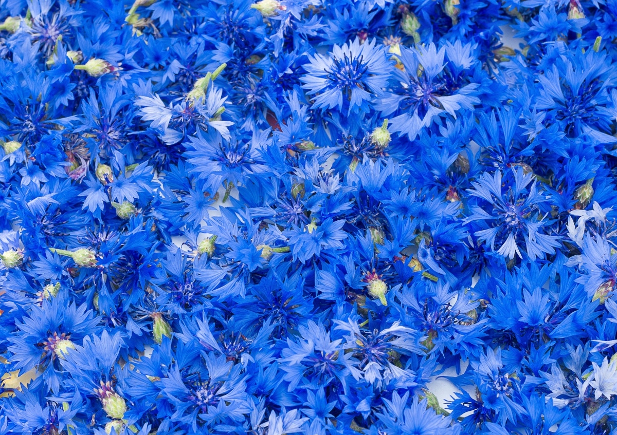 

Fototapeta Flizelinowa Chabry Niebieski 312x219