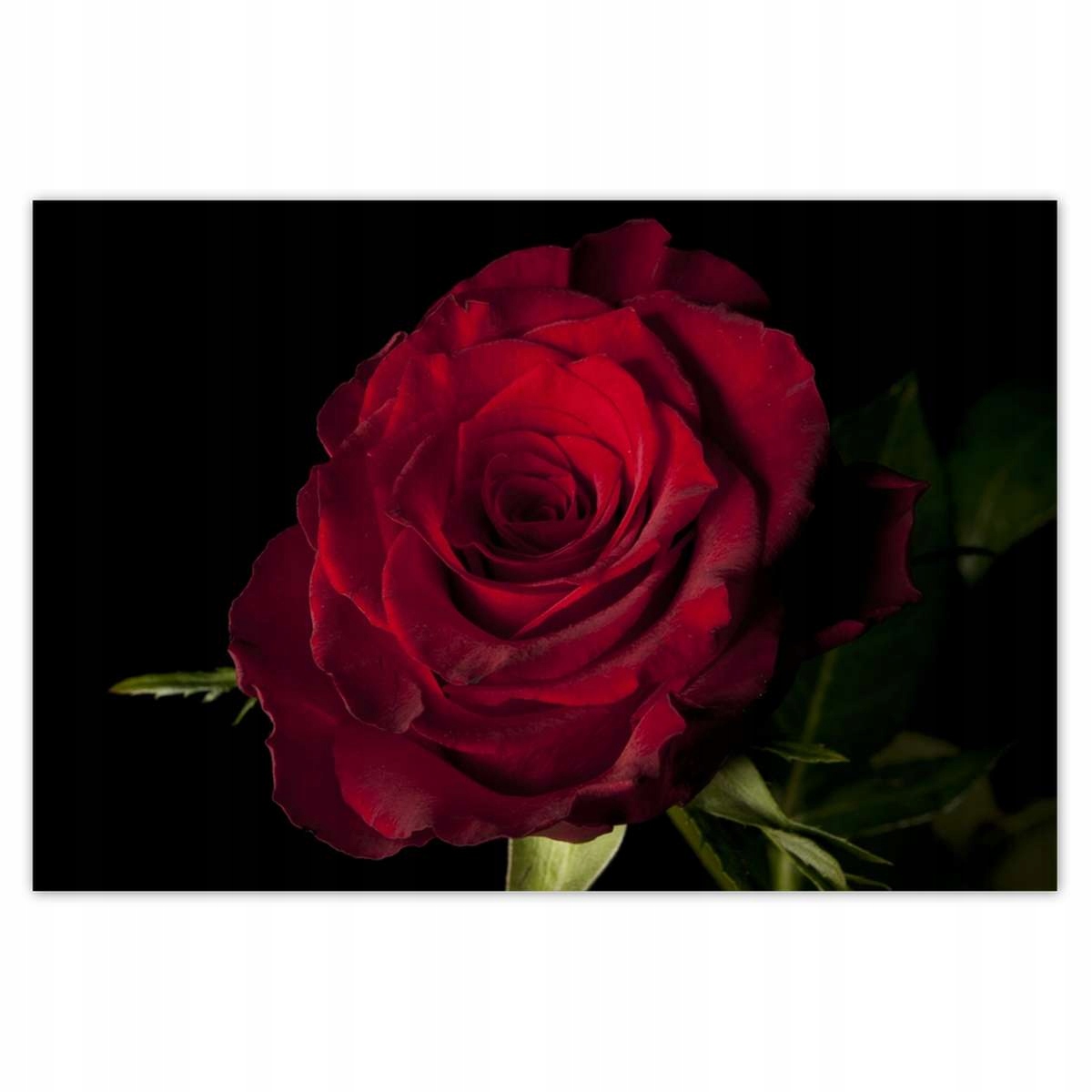 Plakáty 200x135 Červená růže