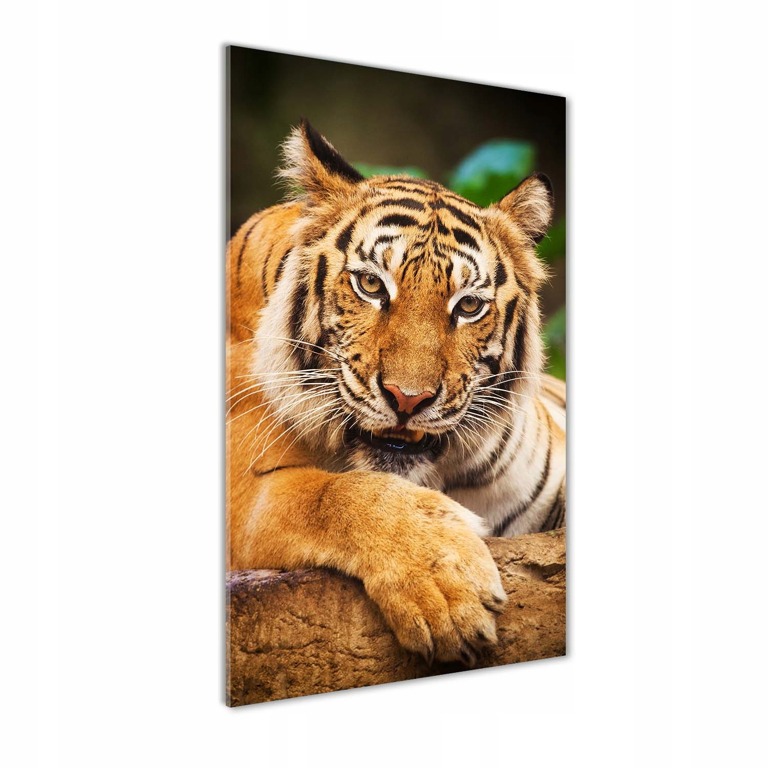 

Foto obraz szkło akrylowe Tygrys bengalski 50x100