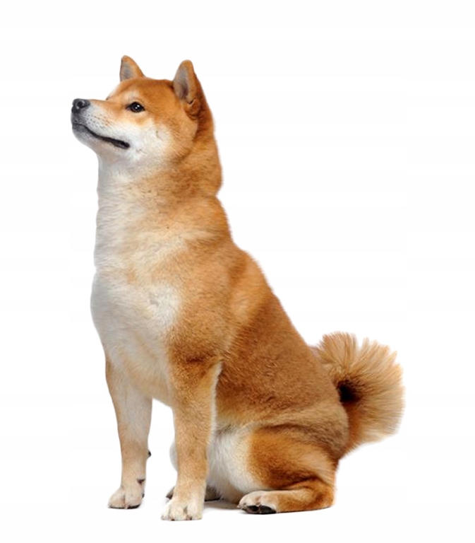 Naklejka 3D na Samochód Auto Gadżety Wodoodporna Akita Piesek Pies Dog V1