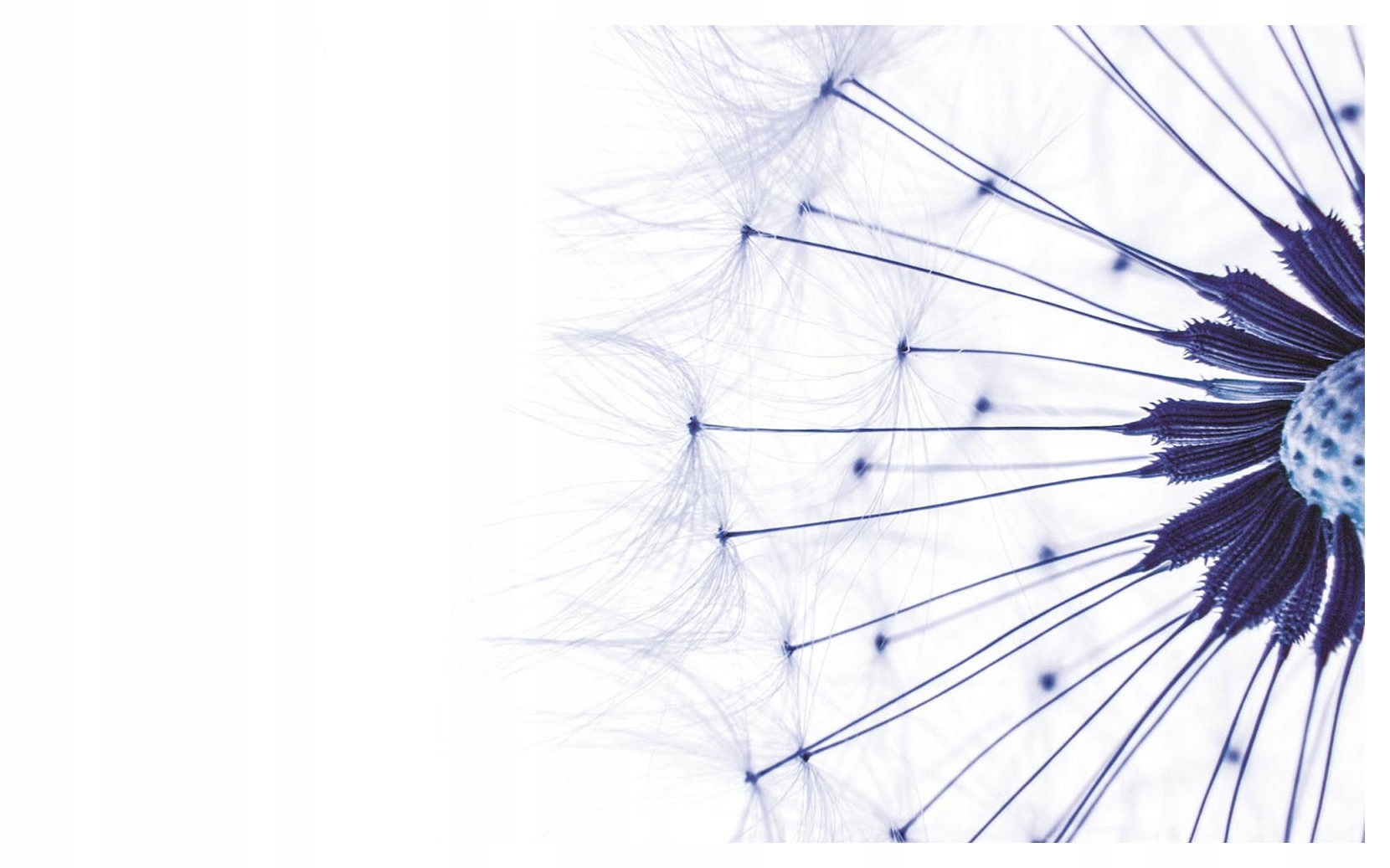 Vliesová fototapeta Pampeliška Minimalismus a lehkost přírody 254x184 lepidlo