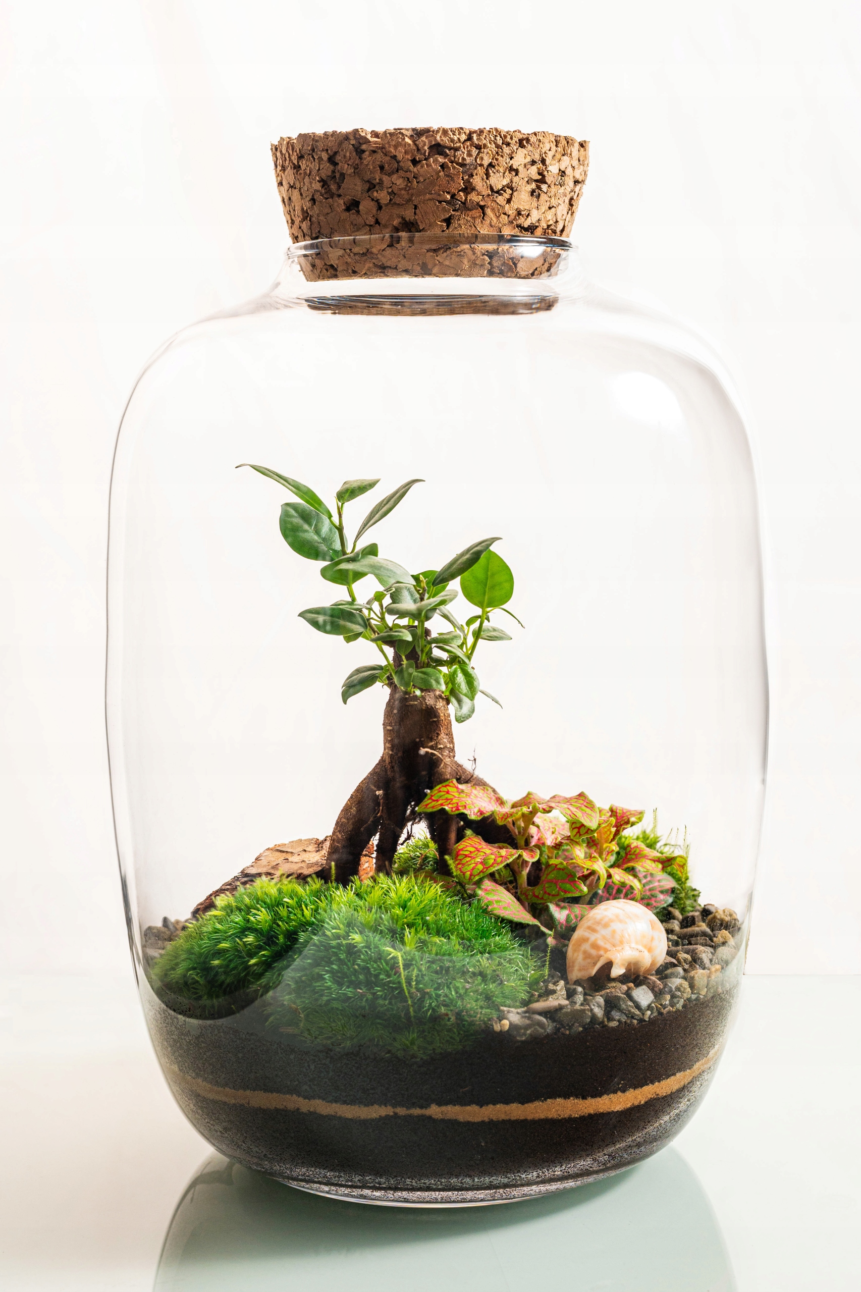 Les ve skle bonsaje Hotová kompozice Premium Hotový nápad na dárek