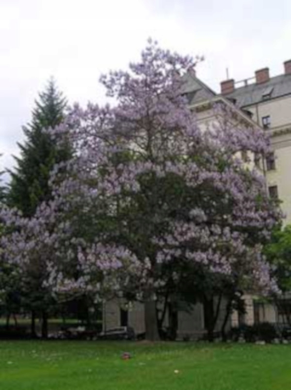 PAULOWNIA Cesarskie Drzewko Szczęścia SADZONKI !!! Producent inna