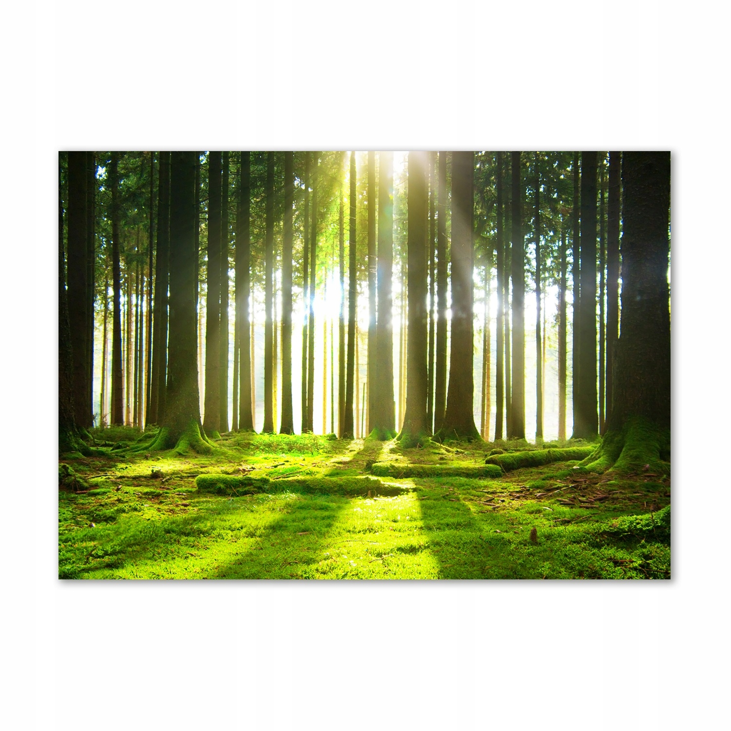 

Foto obraz szkło akrylowy Las w słońcu 100x70 cm