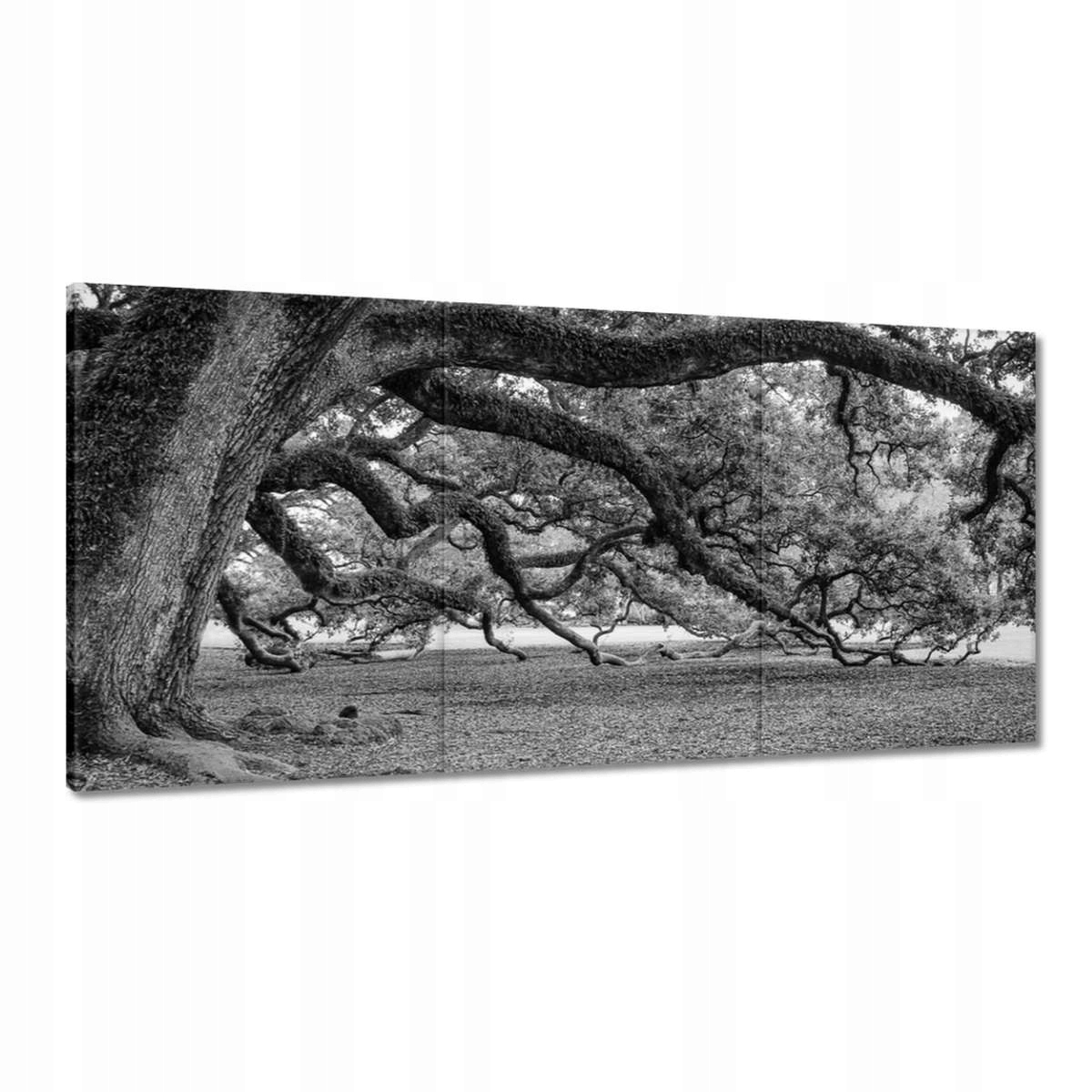 Obrazy 180x90 Mocné duby