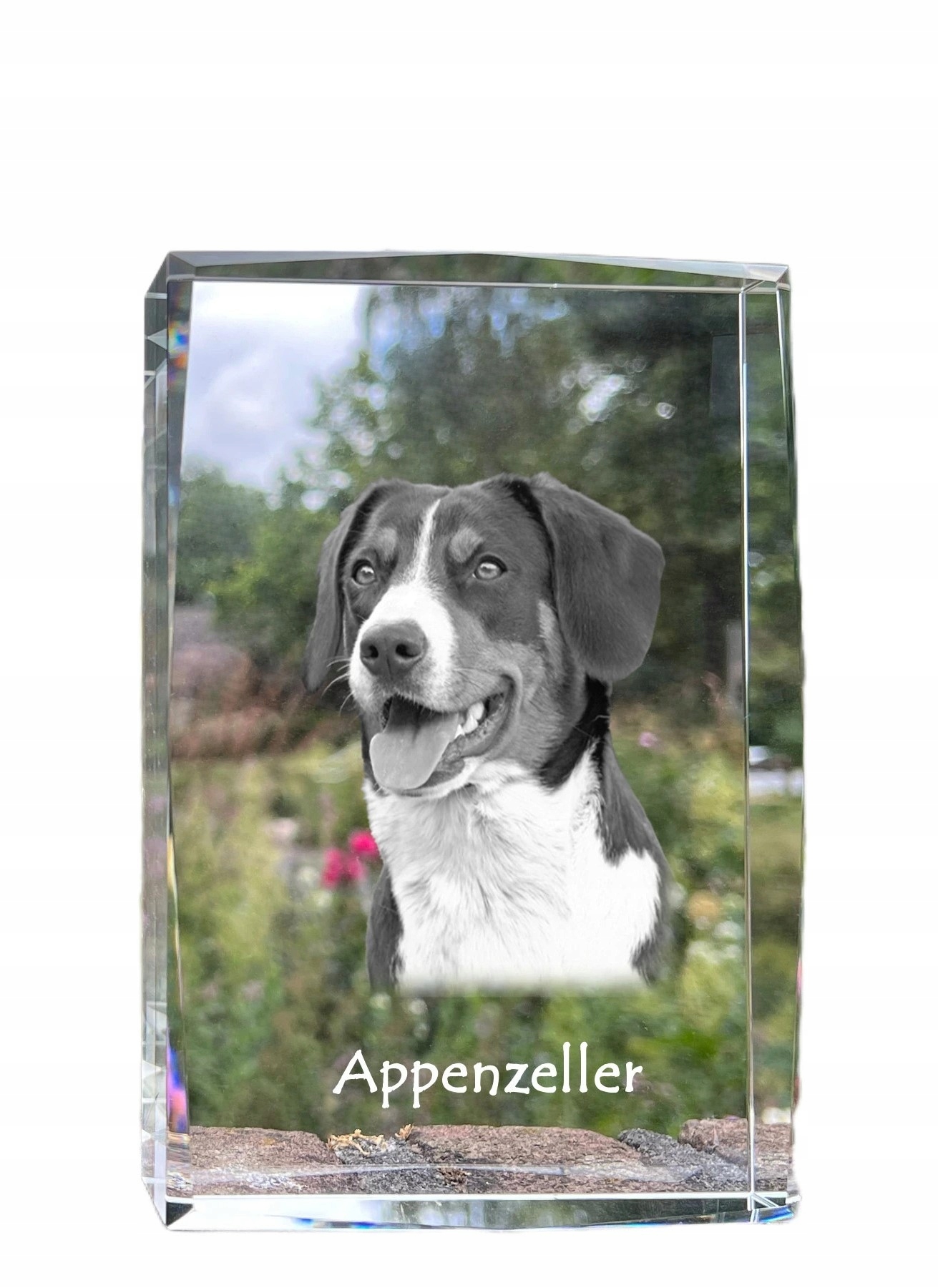 Appenzeller fotografia psa v kryštáli, suvenír, trofej, poďakovanie