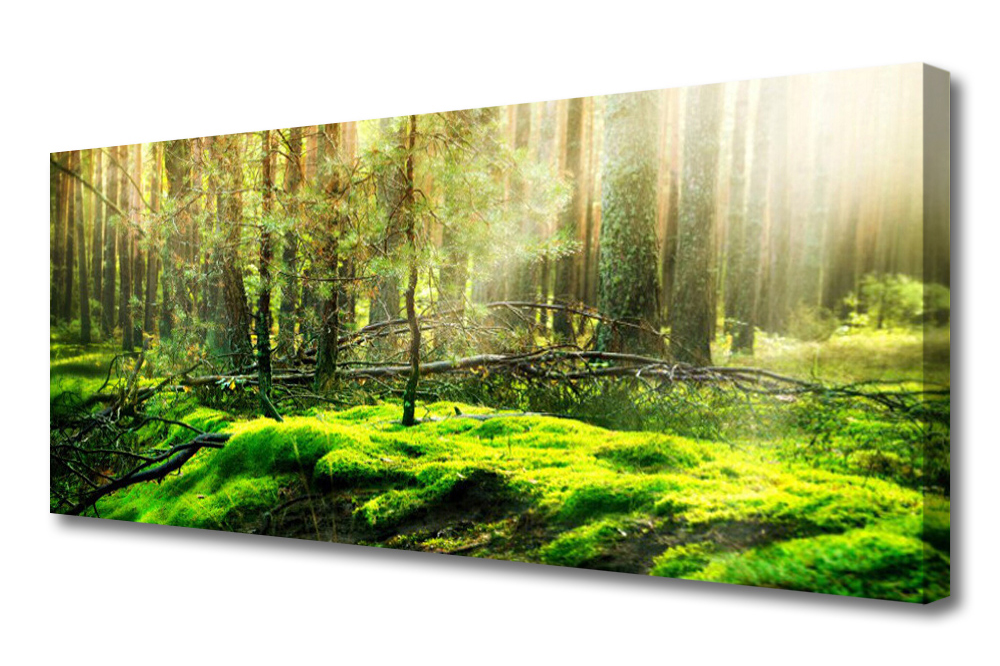 

Obraz na Płótnie Mech Las Natura 125x50