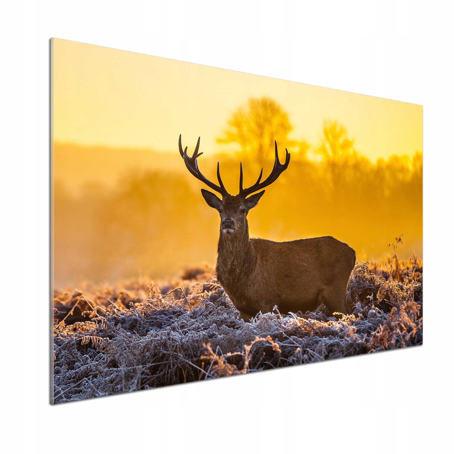 Panel lacobel Jeleň východ slnka 100x70 cm Lepidlo