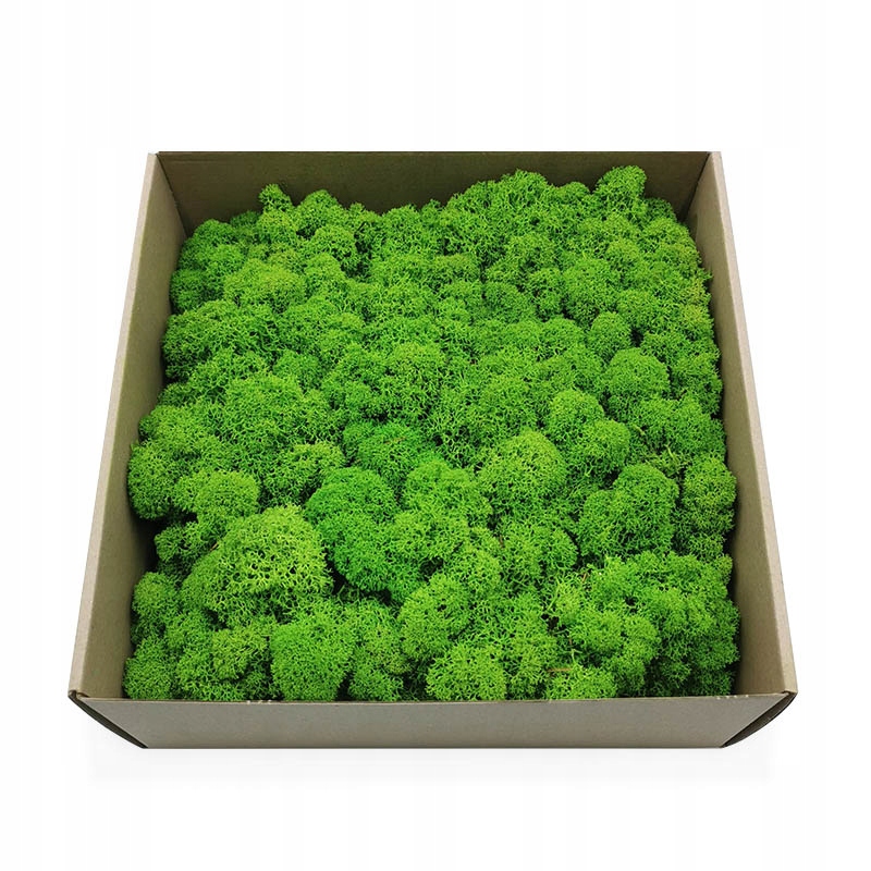 

250g netto Mech Chrobotek reniferowy Oczyszczony