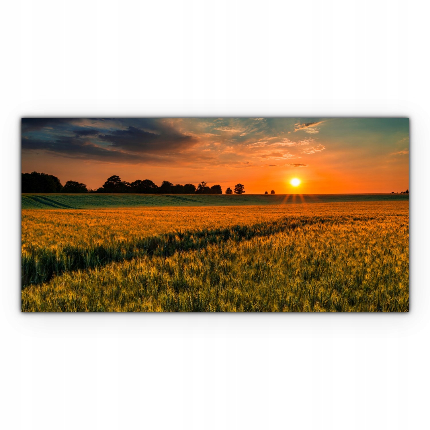 

foto-obraz na płótnie 140x70 Pole Pszenicy Słońce