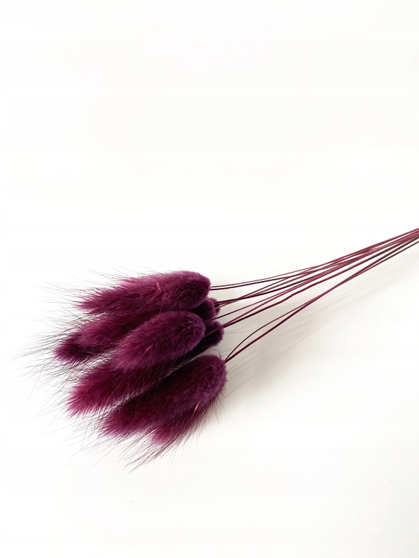 Dmuszek jajowaty bordowy lagurus suszony