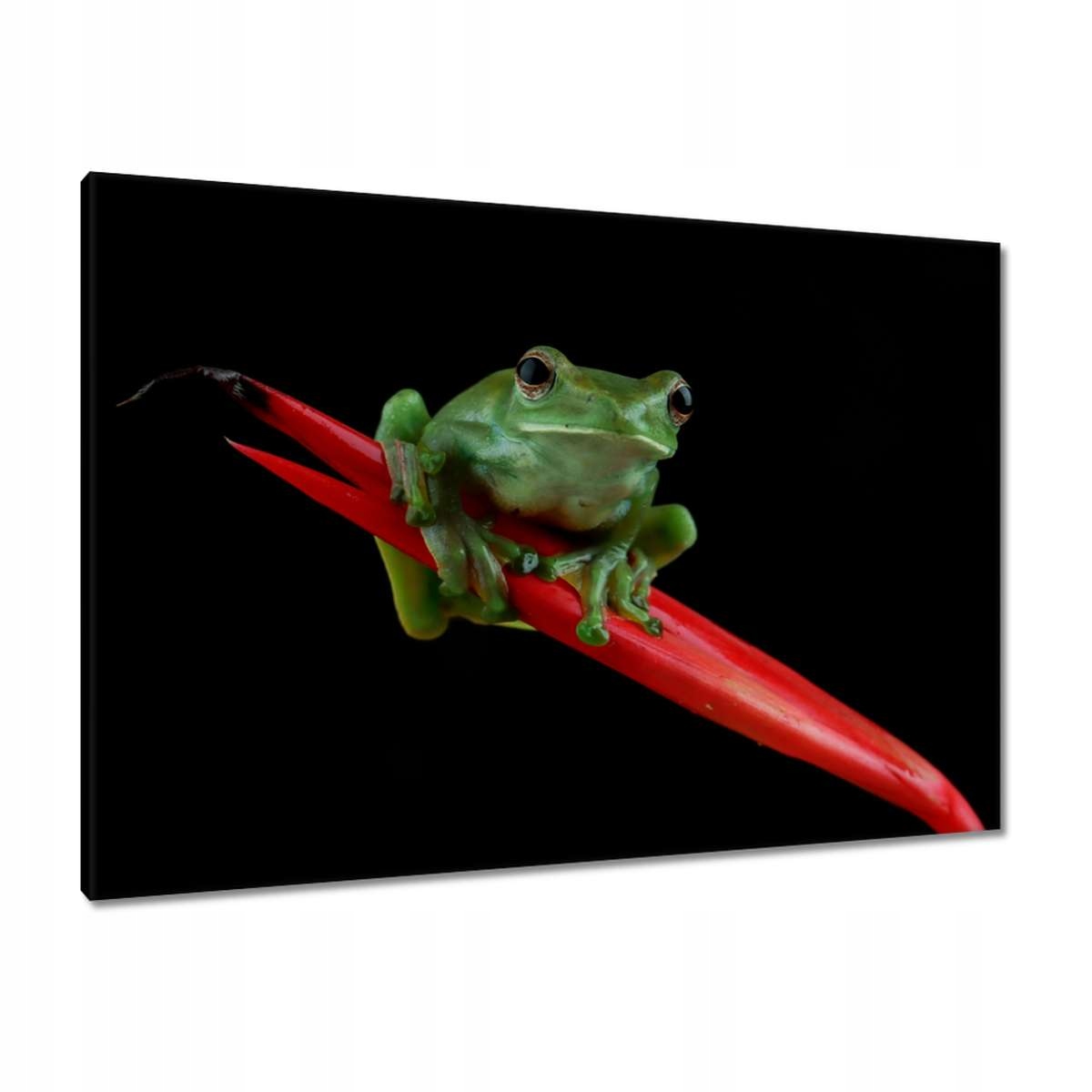 Obrazy 100x70 Rhacophorus dulitensis