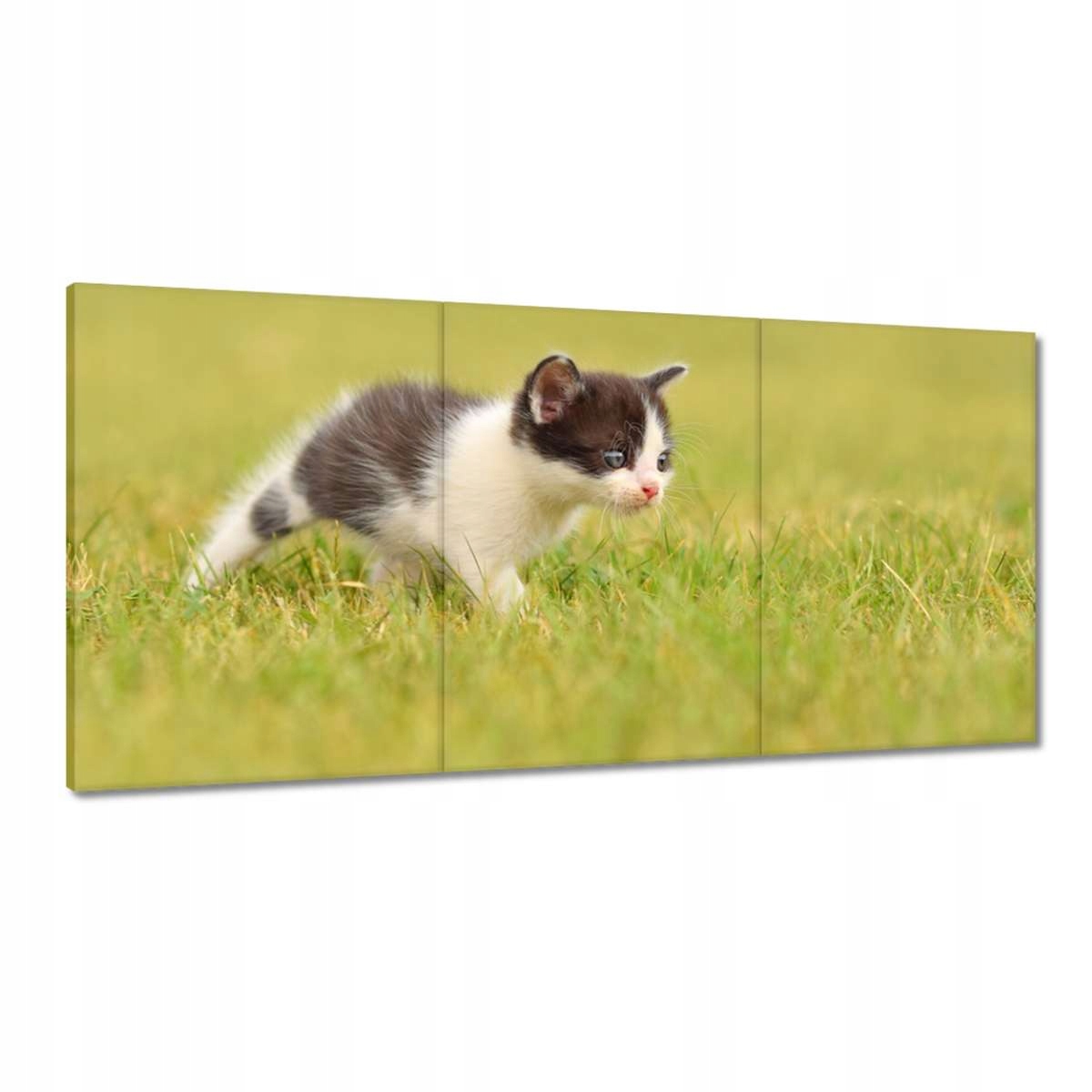 Obrazy 180x90 Mačka Mačičky Mačky Mačiatko