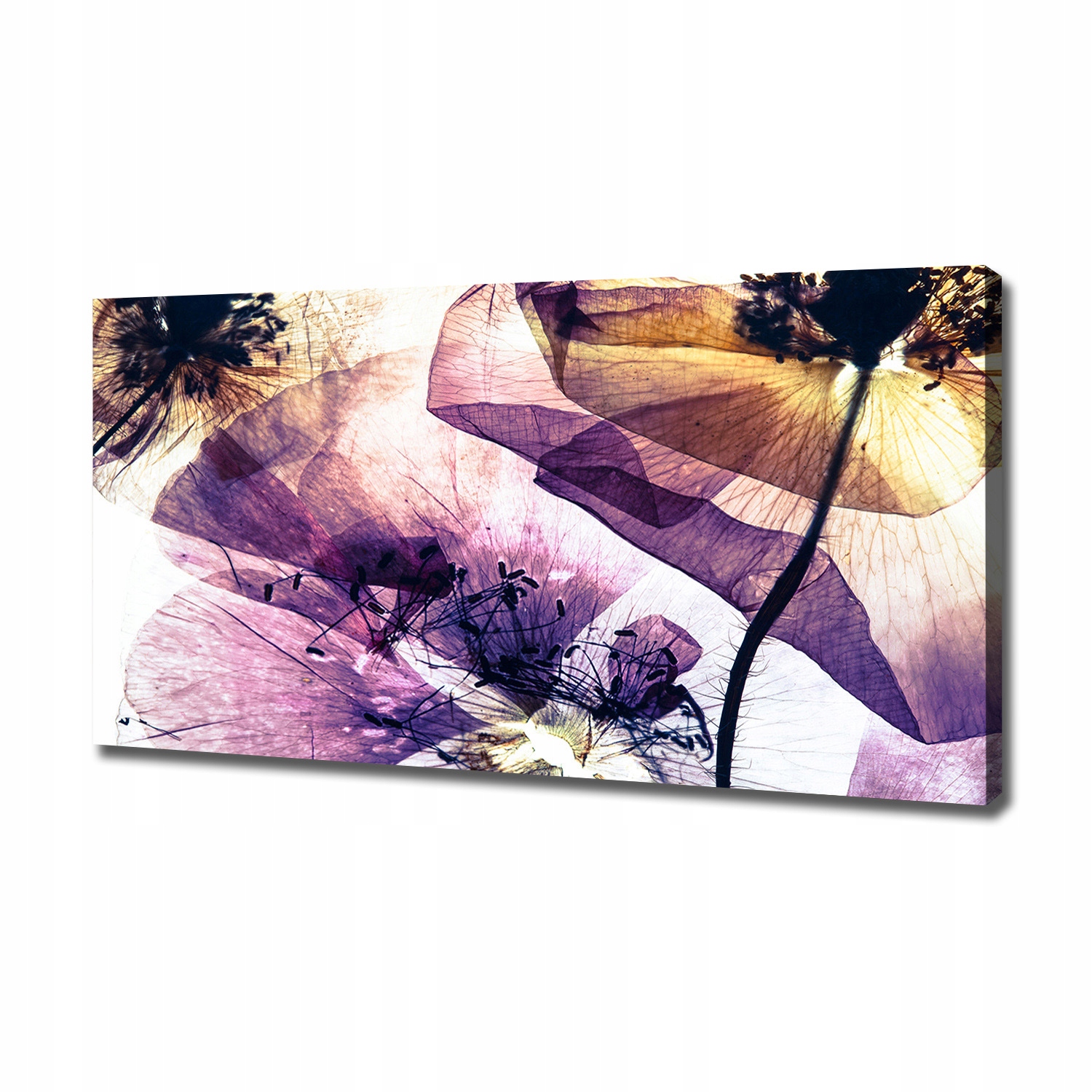 

Foto obraz canvas na ścianę Suche maki 120x60 cm