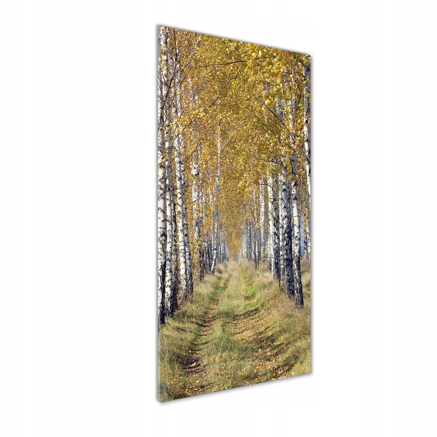 

Foto obraz szkło hartowane Las brzozowy 50x125 cm