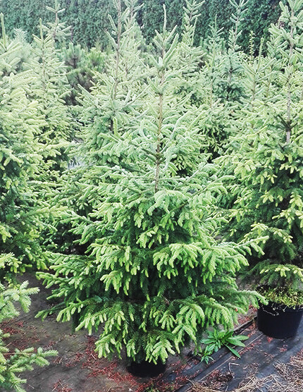 Świerk Serbski - sadzonka w doniczce