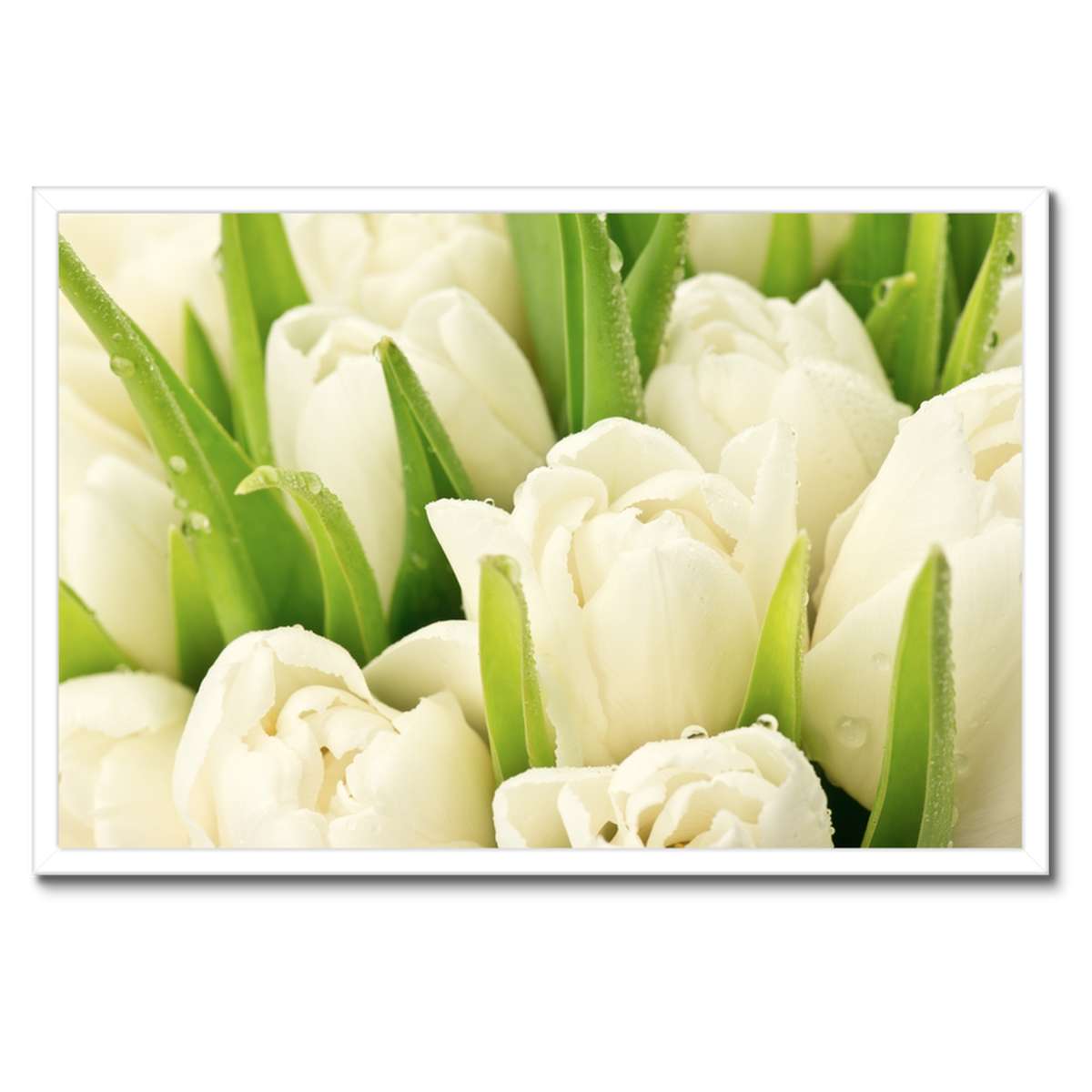 Plakáty v rámu 60x40 Jemné tulipány