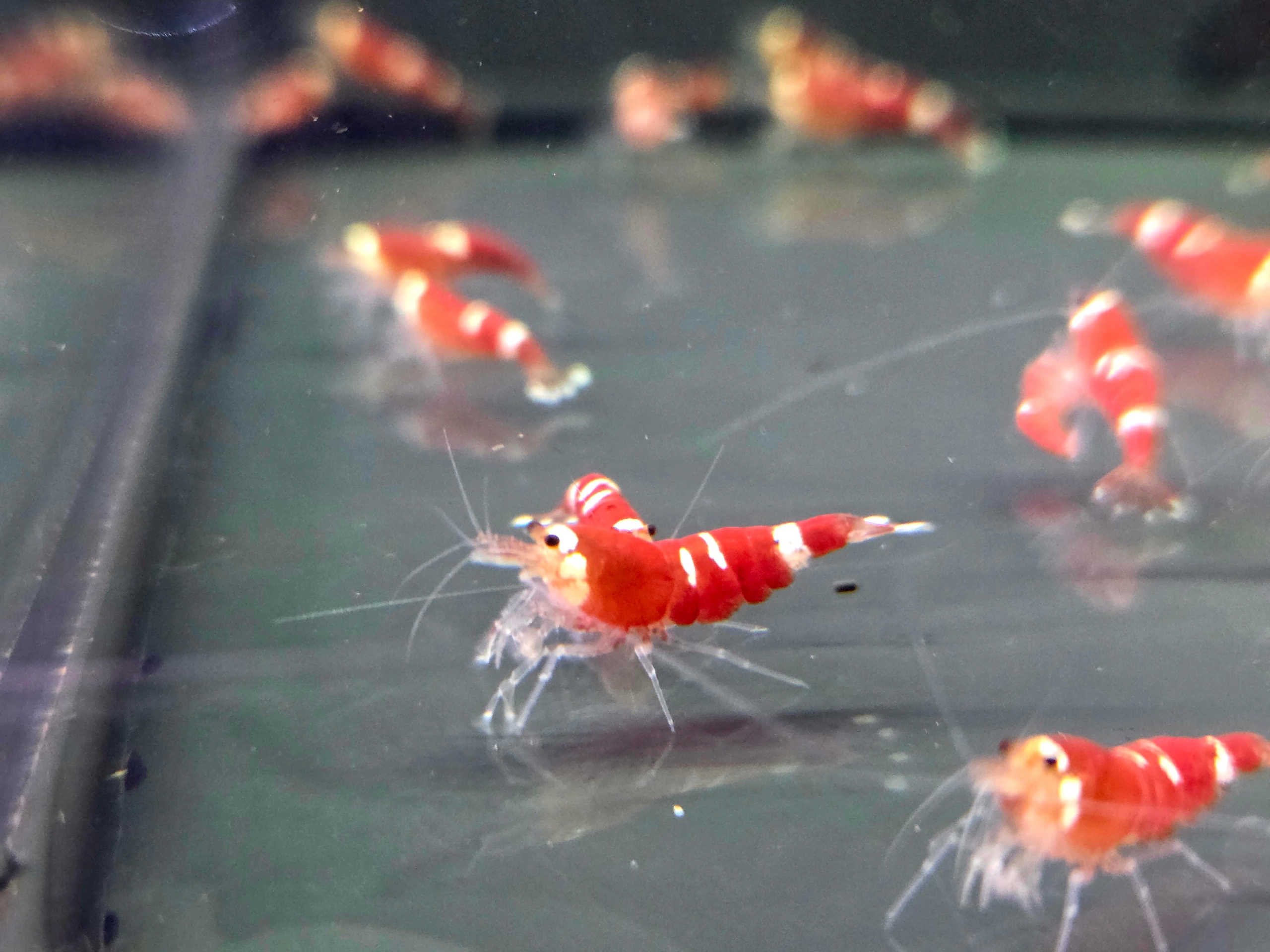 Krewetka caridina super Crystal red