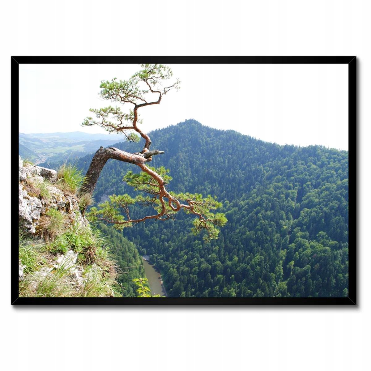 Plakáty v rámu 70x50 Osamělý strom
