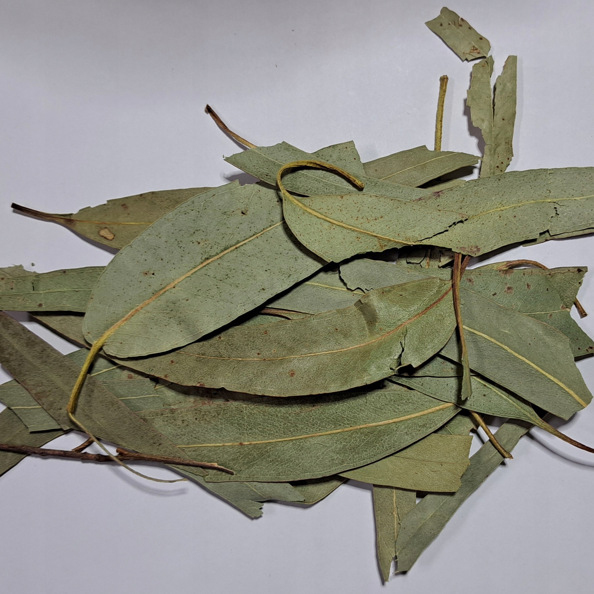 Levně Eukalyptus Celý list Nekrájený 1 kg Rafex