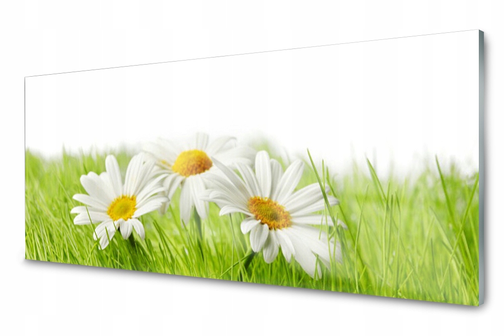 

Panel dekoracyjny Stokrotki Kwiaty 125x50