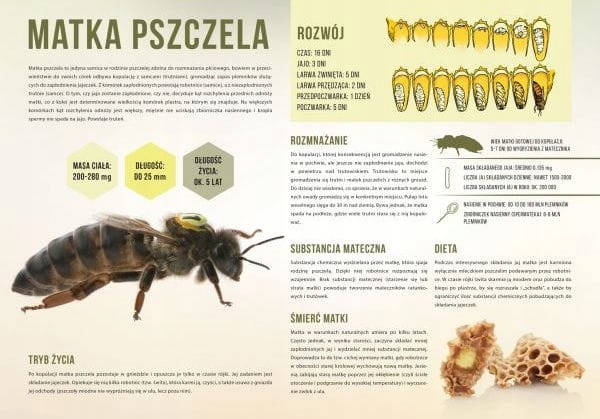 

Tablica Duża edukacyjna Matka Pszczela