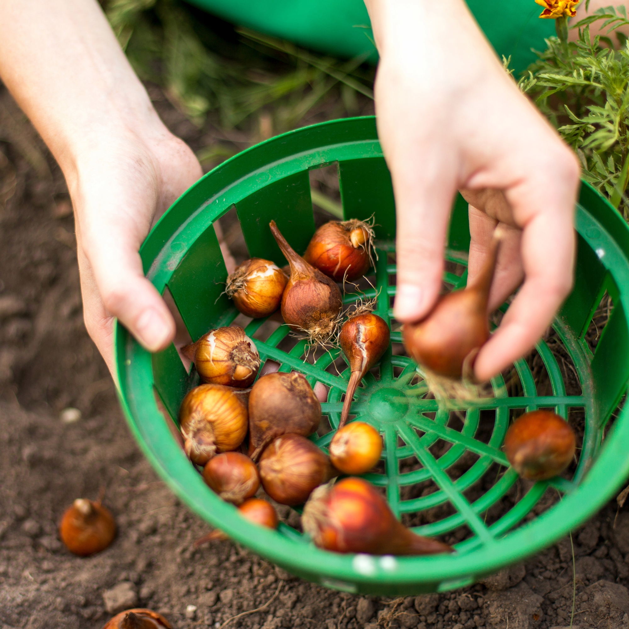 KOSZYK OSŁONKA DO SADZENIA CEBULEK fi 18cm Stan opakowania oryginalne
