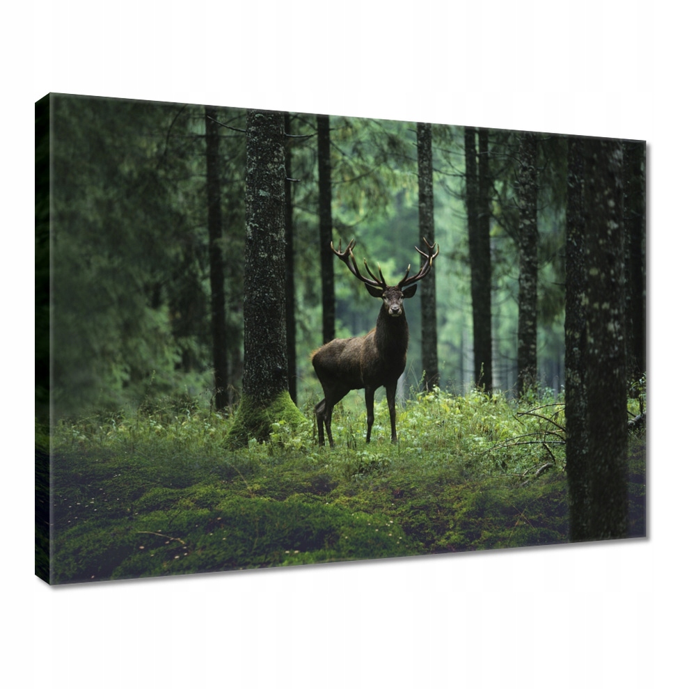 Obraz 80x60 Jelen uprostřed lesa