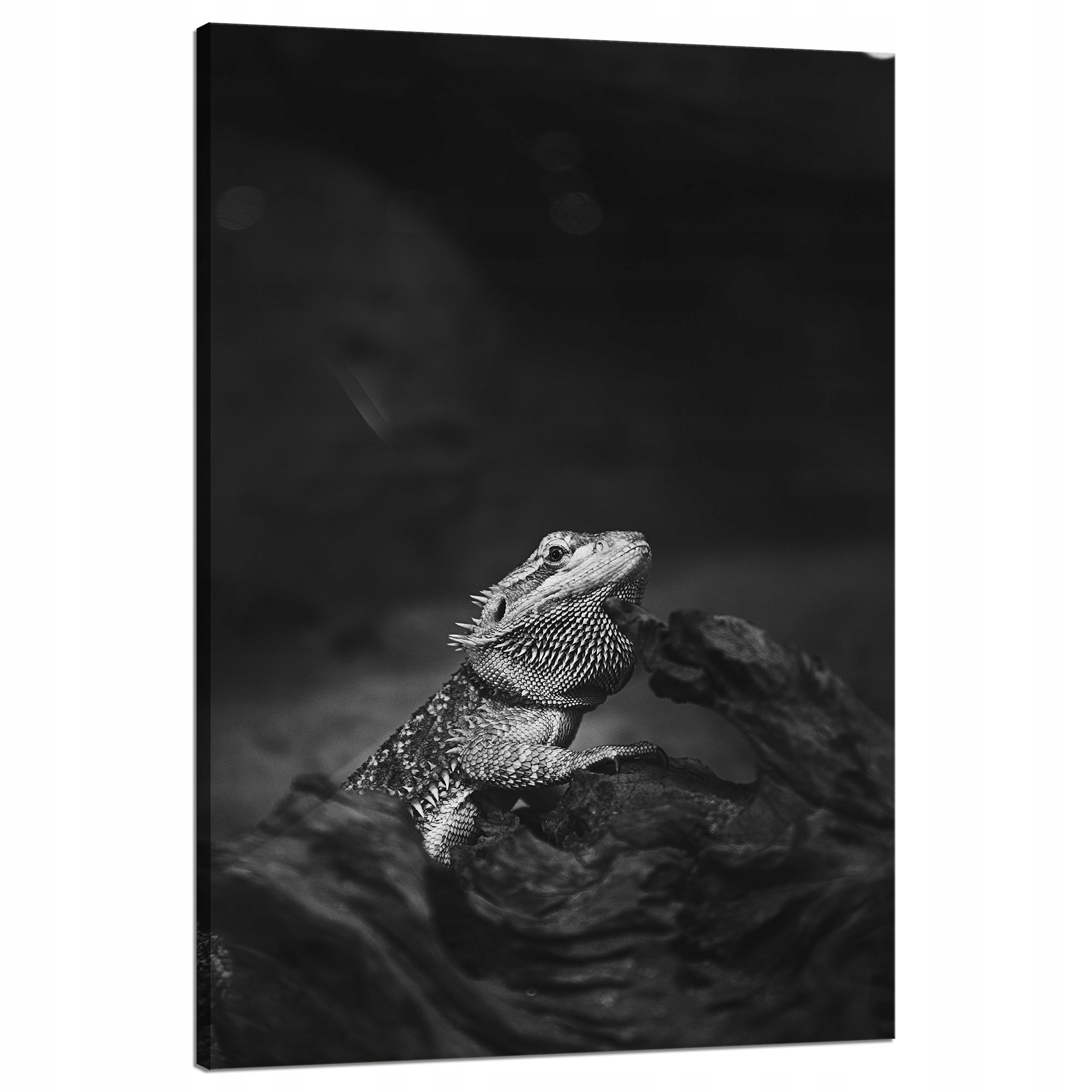 Obraz na plátně Ještěrka Gad Černobílá příroda 80x120
