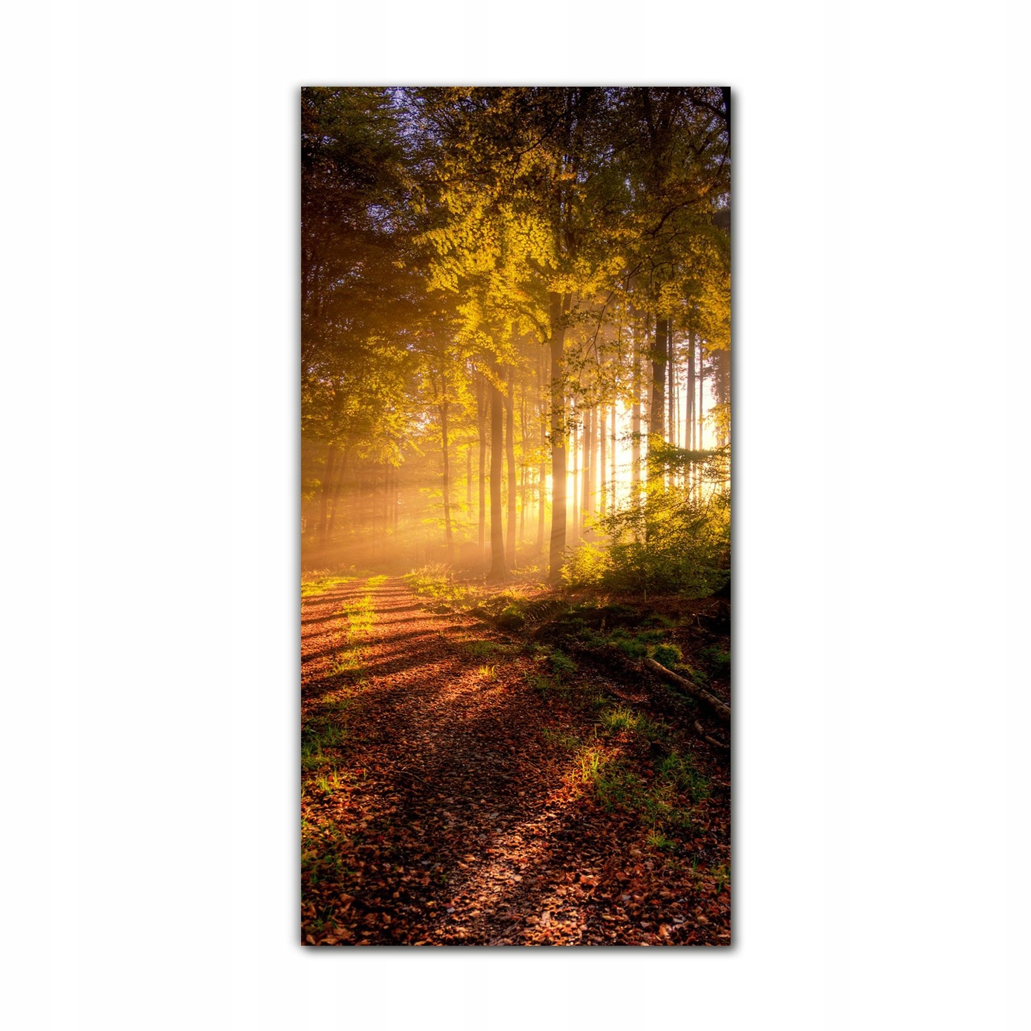 

Obraz na szkle grafika do salonu 70x140 Jesień las