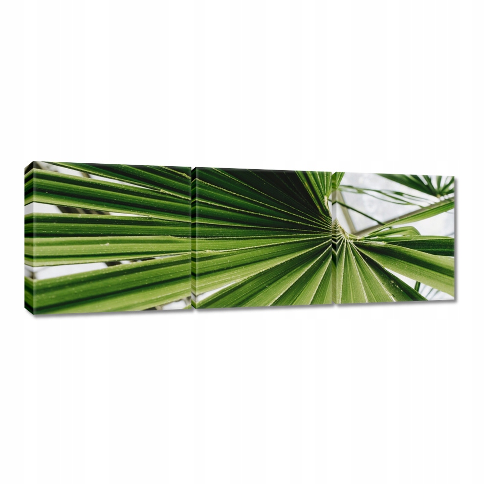 

Obrazy 60x20 Palma Liście Liść
