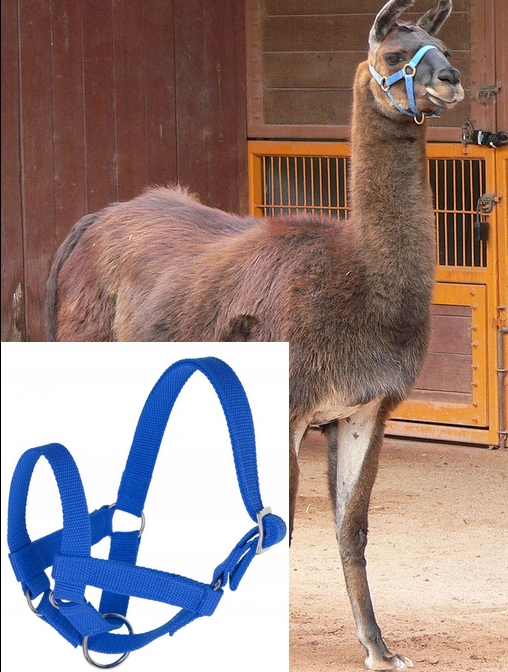 

Kantar R.60 Dla Lam I Alpak Z Regulacją Kerbl