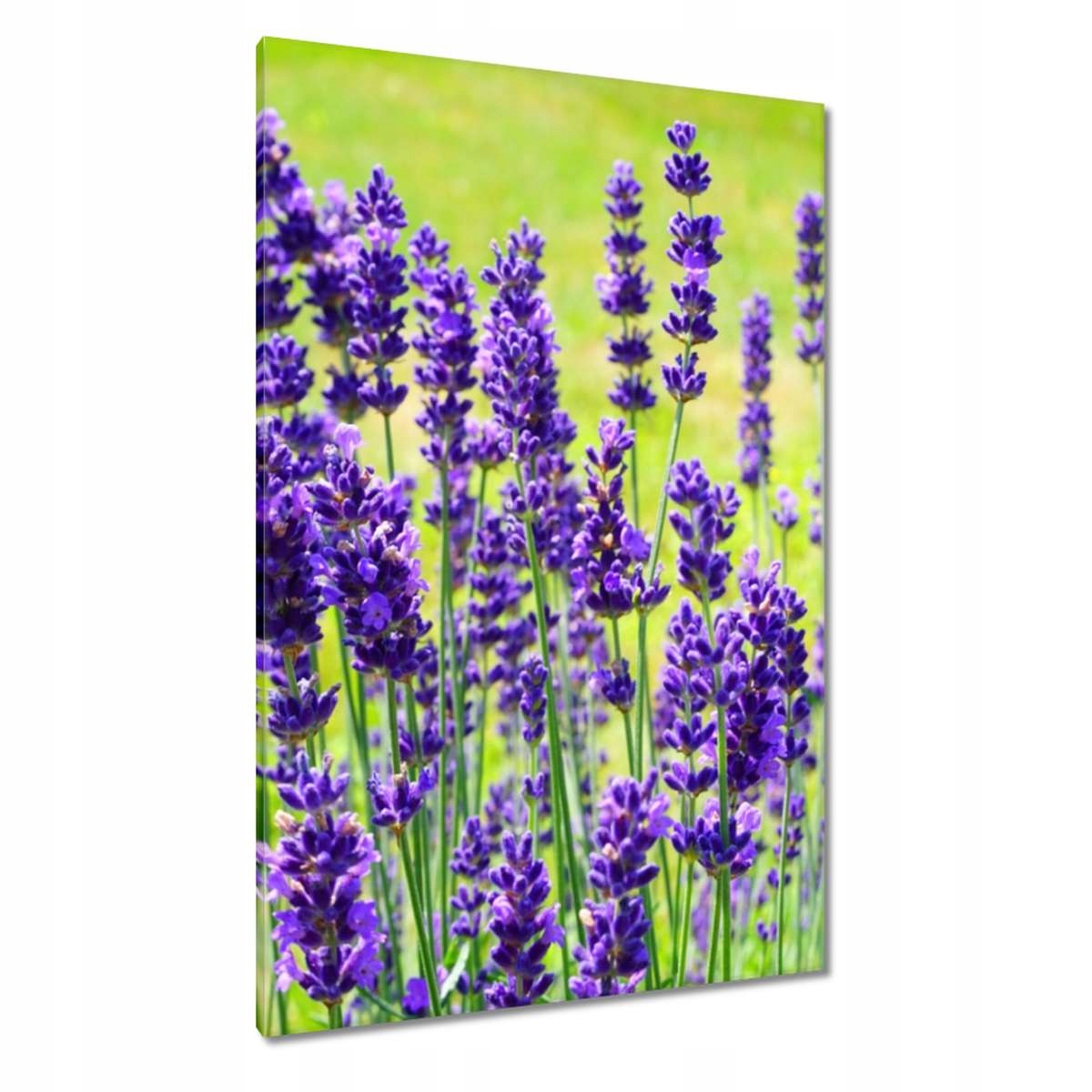 Obrazy 80x120 Květy levandule