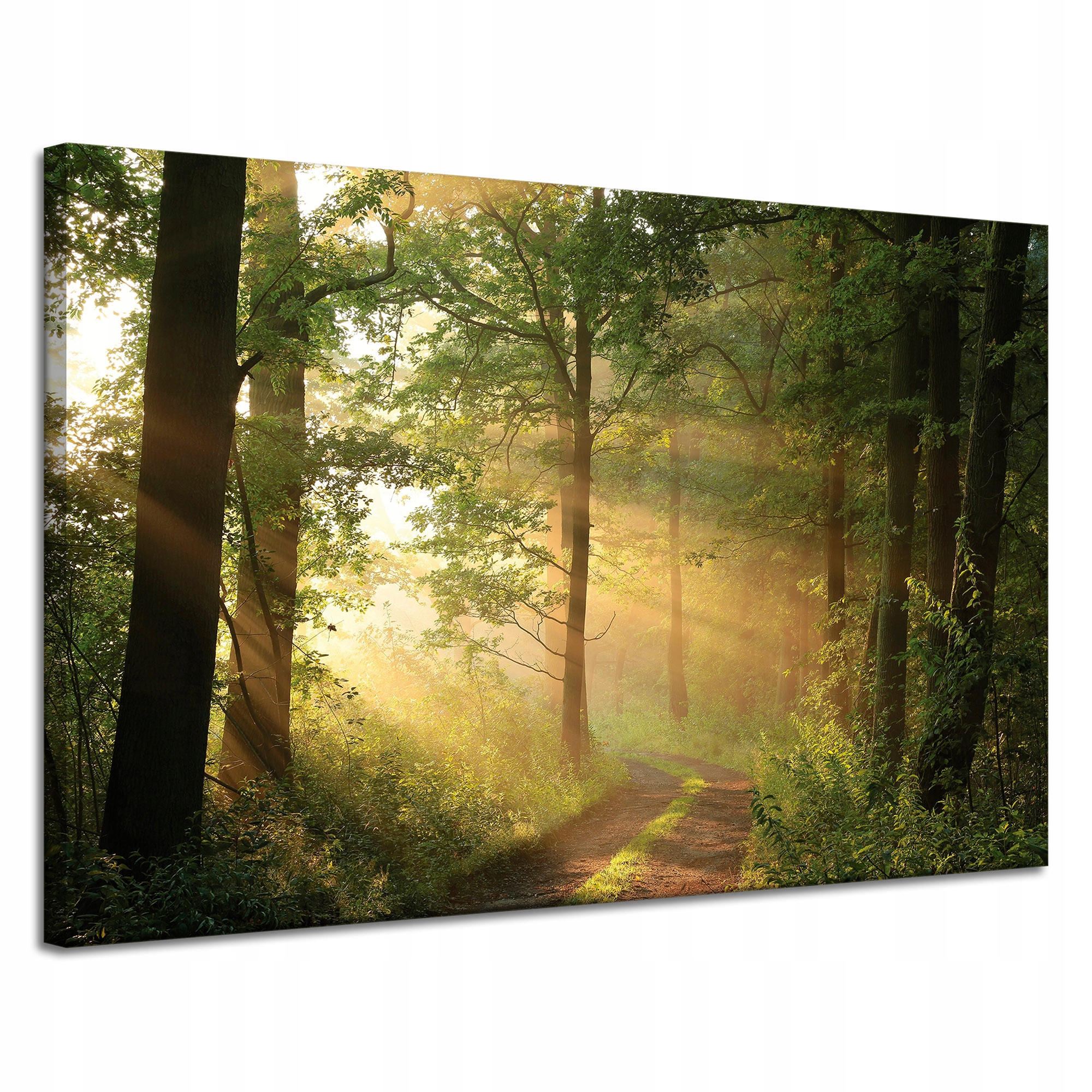 Obraz na plátně Světlo Slunce Les Stezka Příroda 120x80 cm