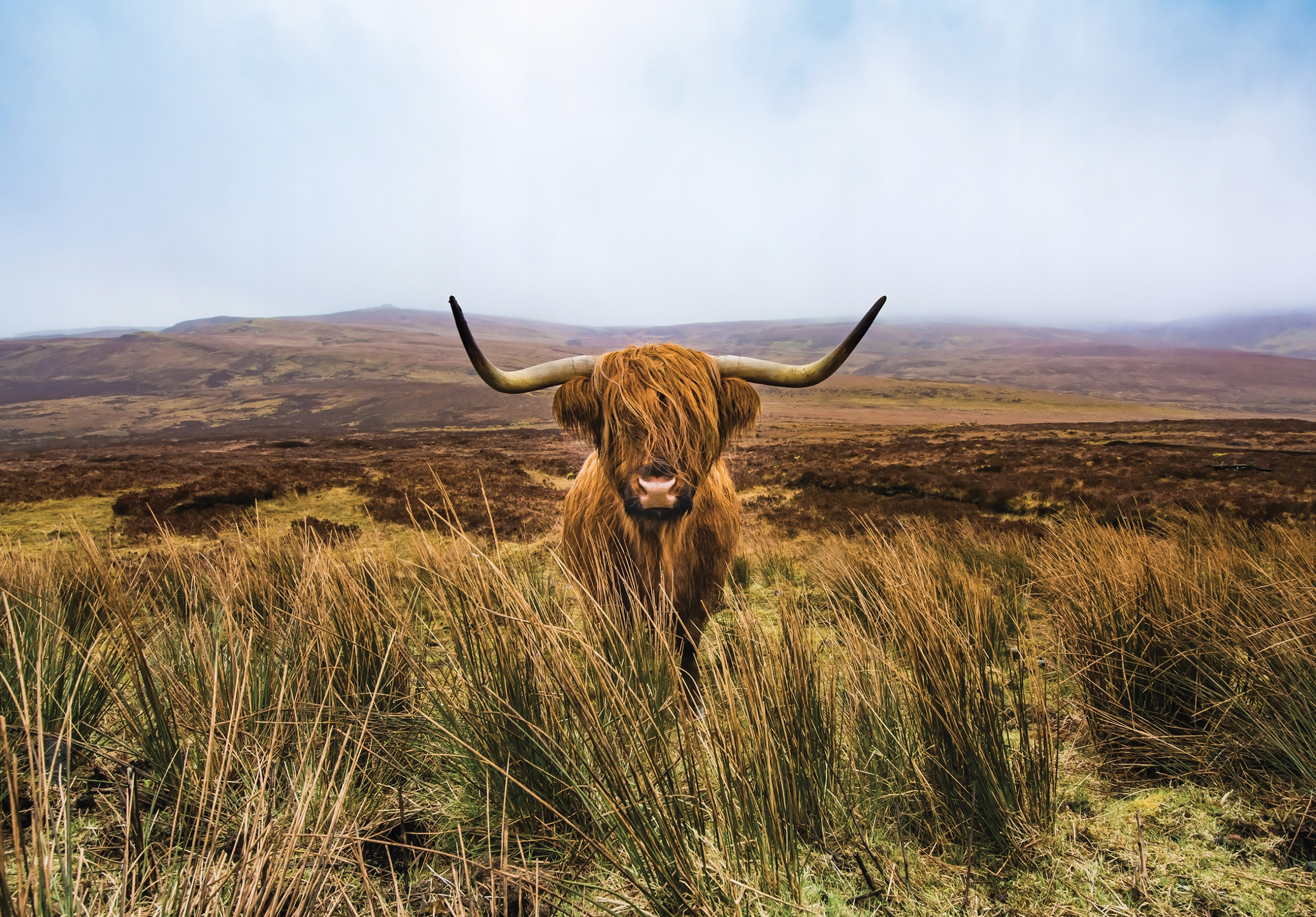 Fototapeta flizelina Skotská kráva příroda v domě Highland býk 300x210 lepidlo