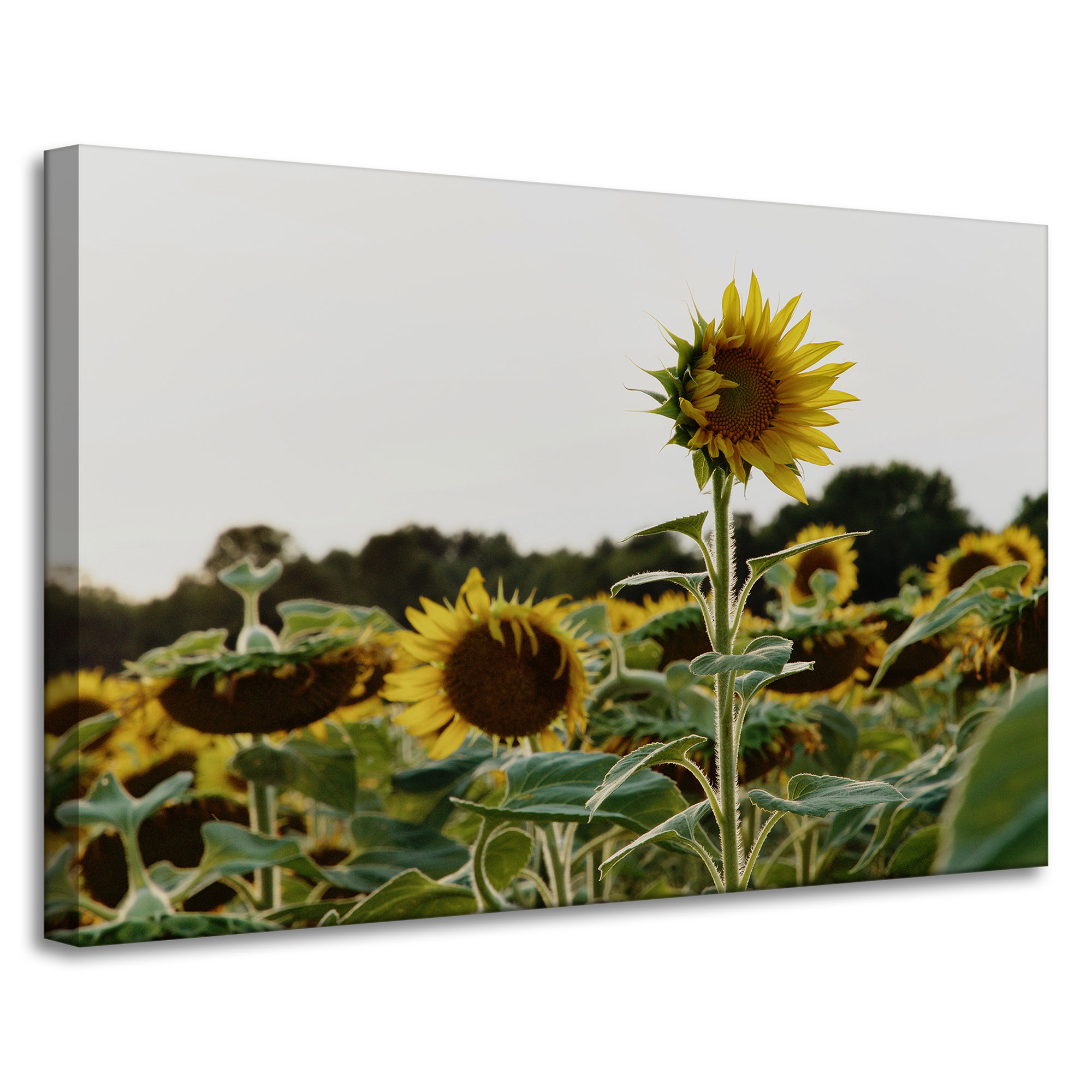 Obraz Canvas Botanika Slunečnice na poli 90x60 cm