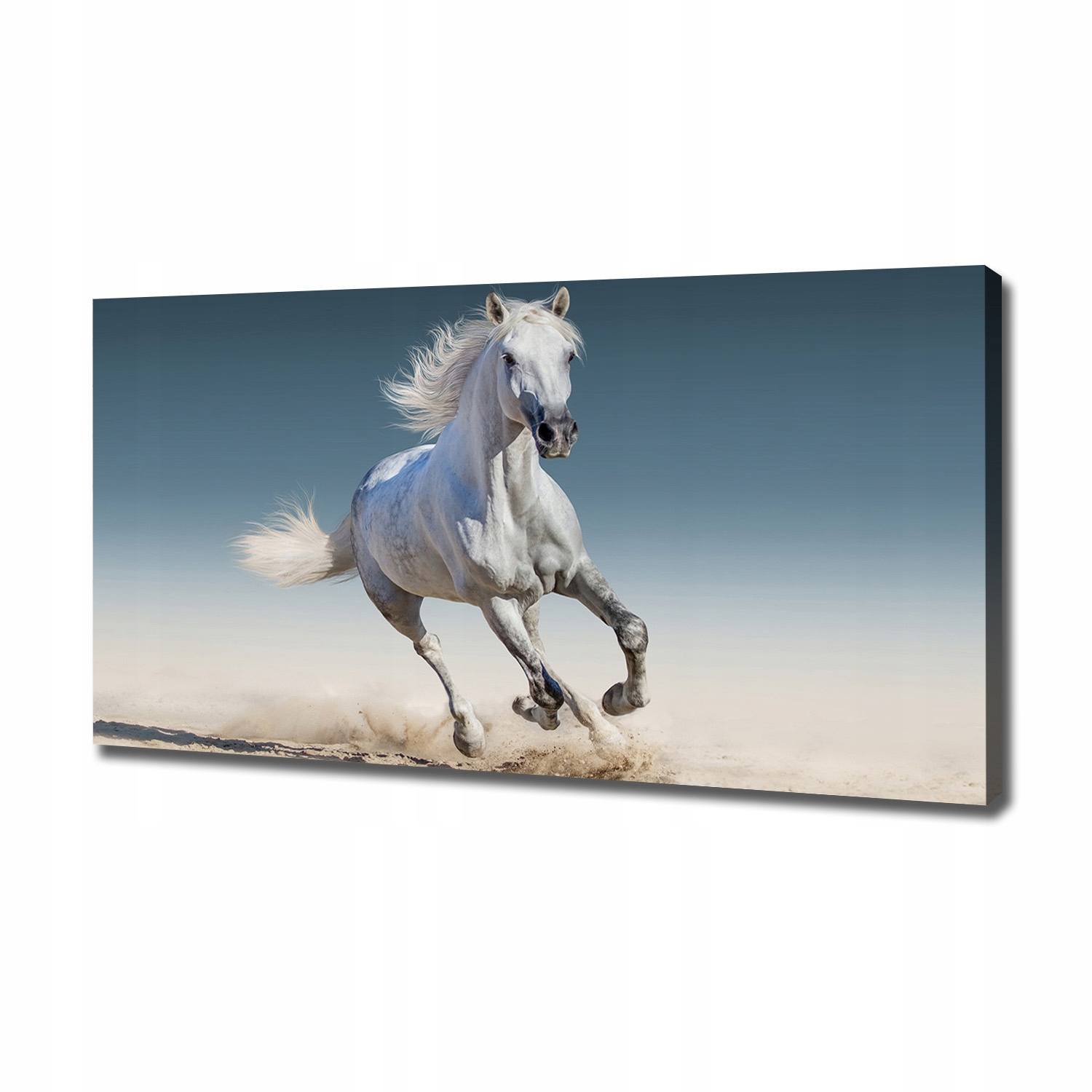

Foto obraz na płótnie Biały koń w galopie 120x60cm