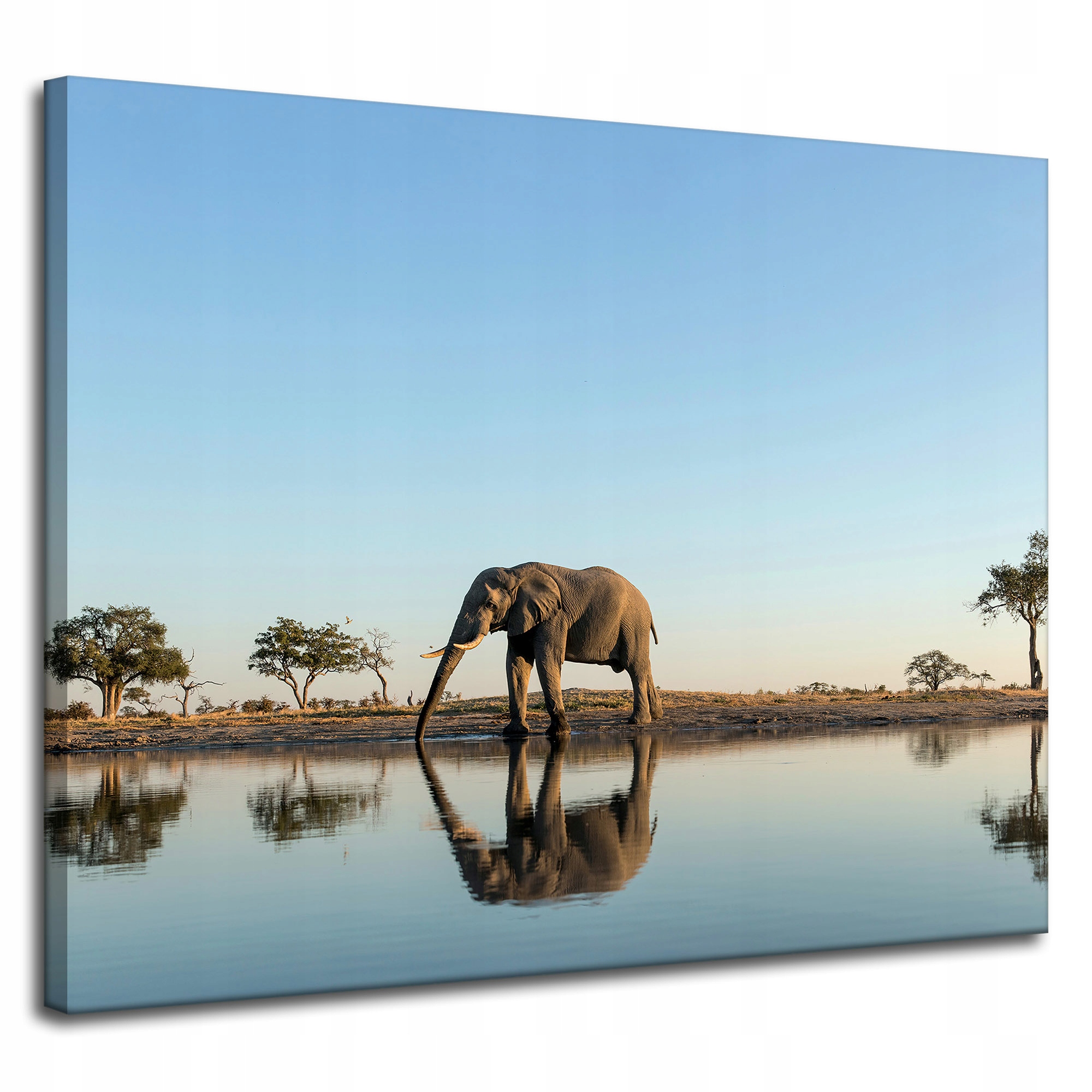 Obraz na plátně Slon pijící vodu v přírodním prostředí 100 x 80 cm