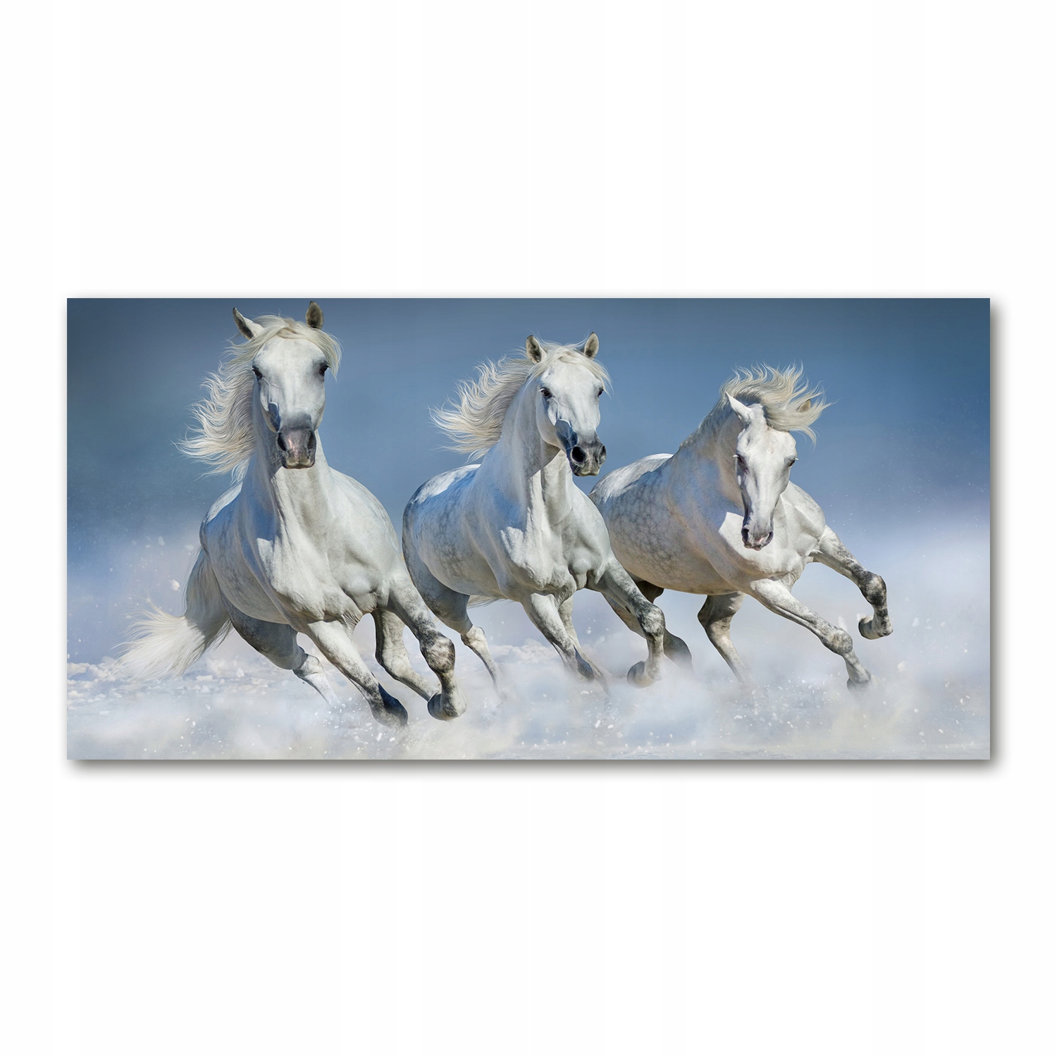 

Foto obraz akryl zdjęcie Konie w galopie 120X60 cm