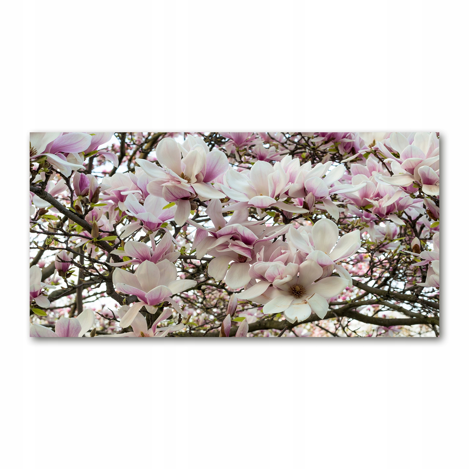 

Foto obraz akryl zdjęcie Kwiaty magnolii 120X60 cm