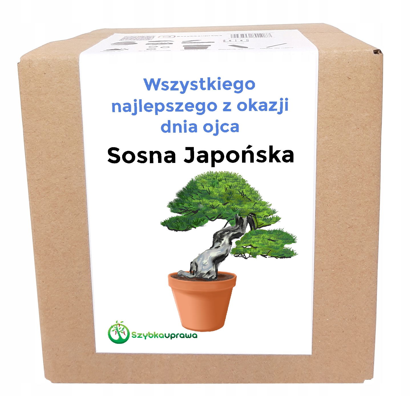 

Sosna japońska drzewko bonsai Dzień Ojca