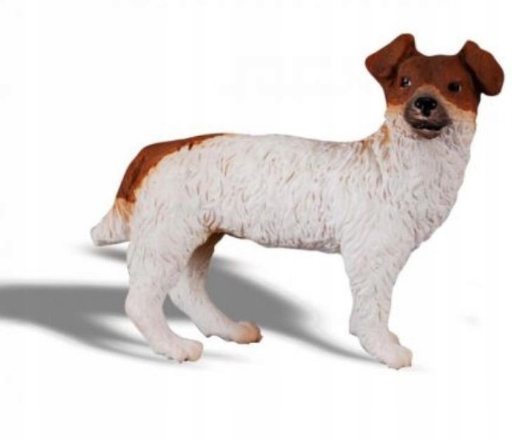 

Pies Jack Russell Terier, Collecta