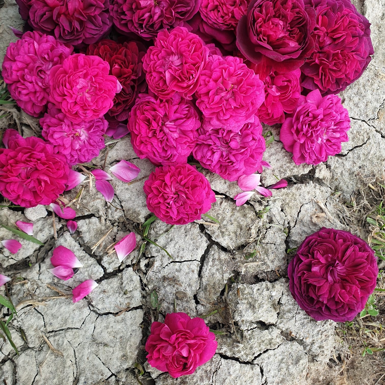 Hydrolat RÓŻA DAMASCEŃSKA 30 ml Marka inna marka