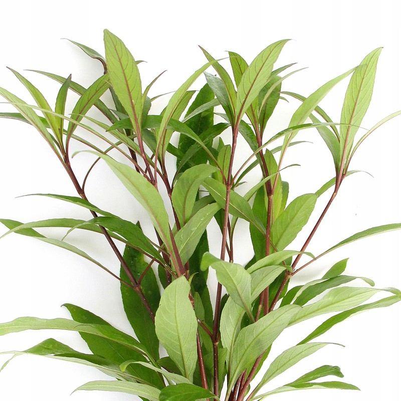 ROŚLINA DO AKWARIUM HYGROPHILA THAILAND KUBEK INVITRO WĄSKOLISTNA ROŚLINA