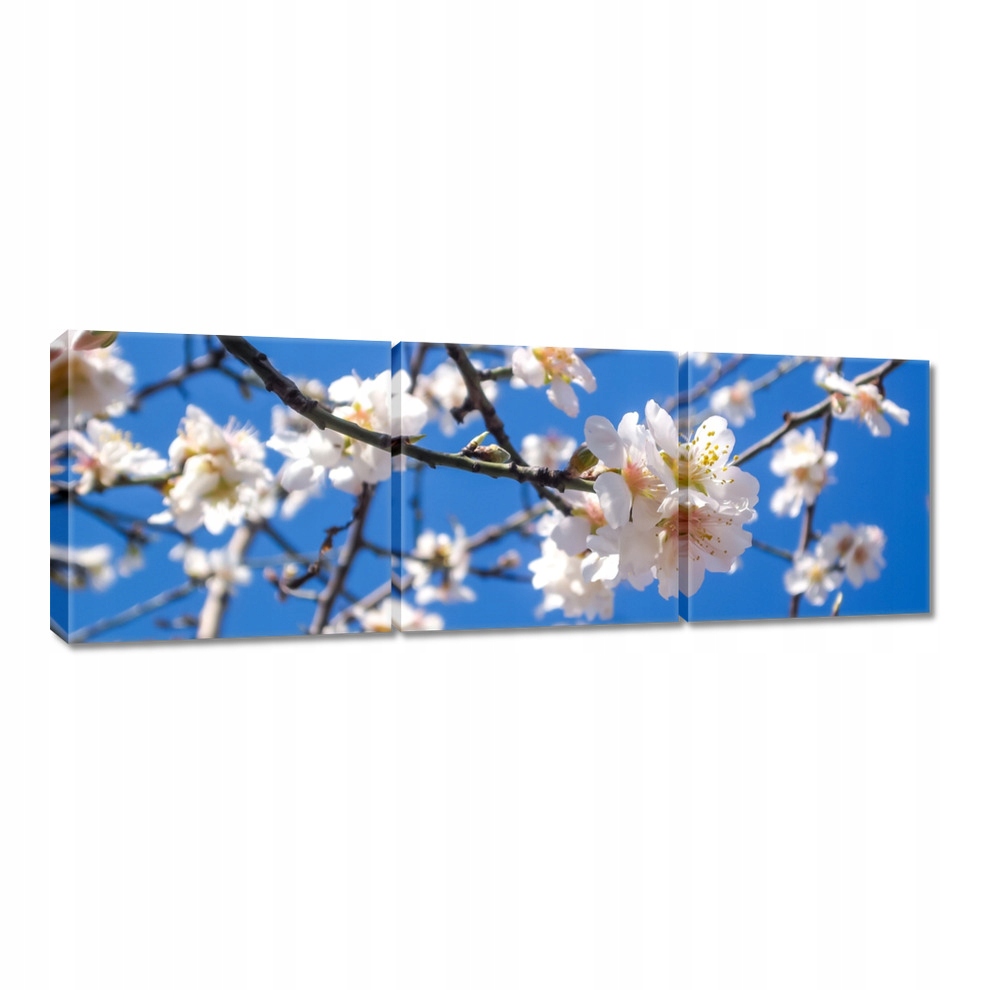 

Obrazy 120x40 Kwiat jabłoni