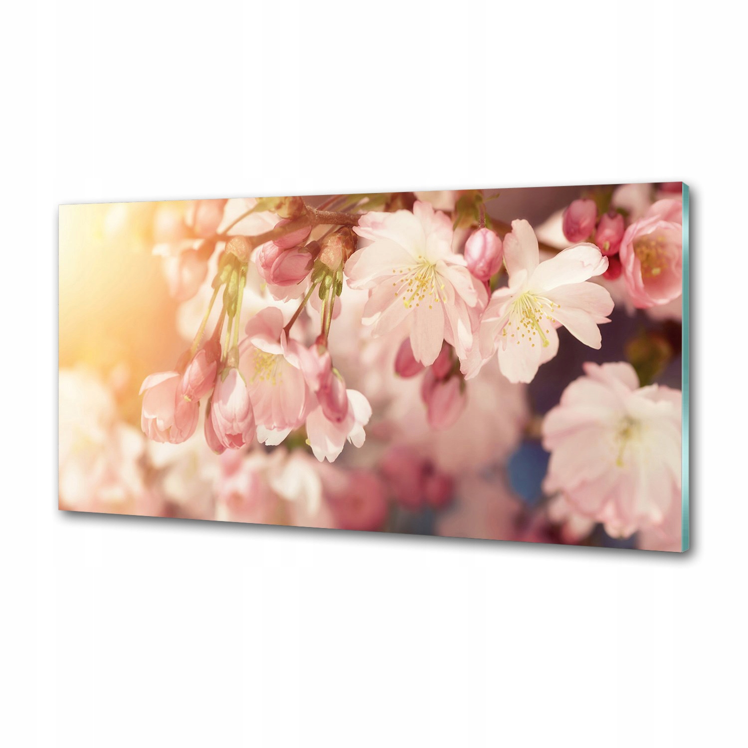 Dekorační panel sklo Květy třešní 120x60 cm Lepidlo